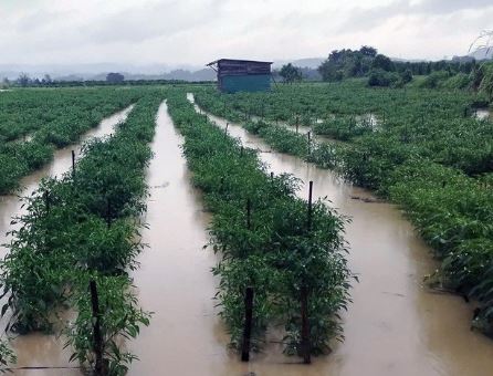 Lâm Đồng: Ban hành Nghị quyết quy định mức hỗ trợ khôi phục sản xuất nông nghiệp sau thiên tai, dịch hại thực vật